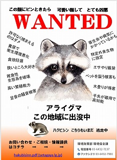 アライグマ 出現！ご注意ください！ - 法人格 砧町自治会