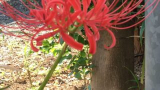 彼岸花 咲いた！秋分の日 - 法人格 砧町自治会