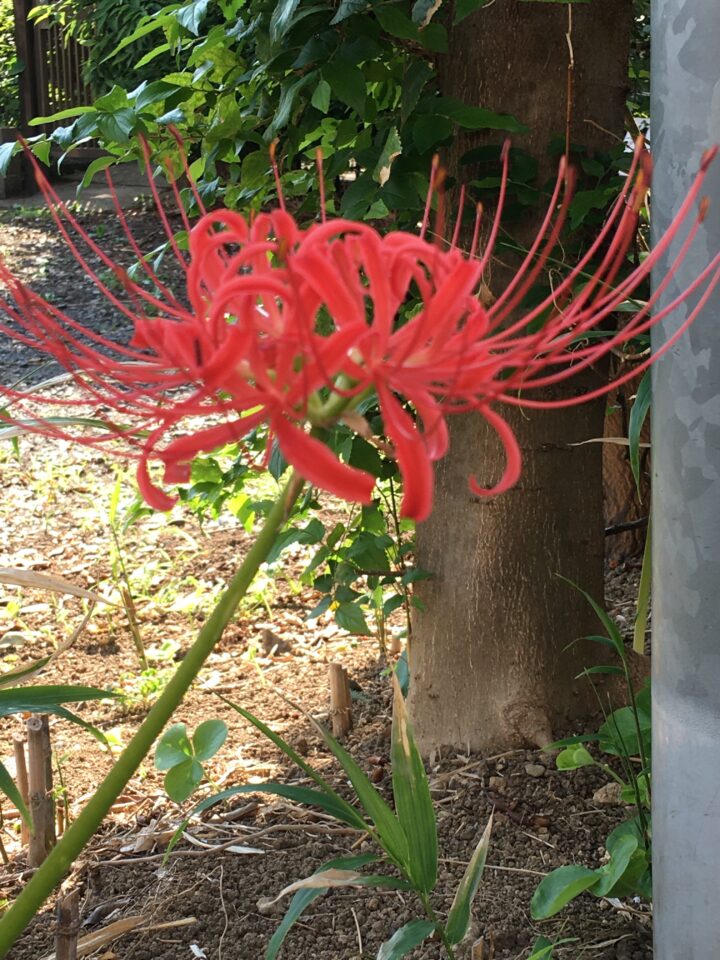 彼岸花 咲いた！秋分の日 - 法人格 砧町自治会